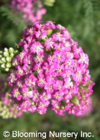 Achillea millefolium 'Royal Tapestry'